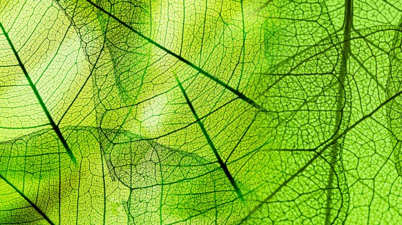 Green Actions at Busch Productions Worldwide